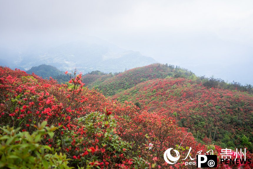 Azalea flowers attract tourists in SW China