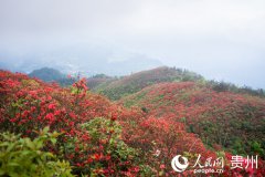 Azalea flowers attract tourists in SW China's Guizhou