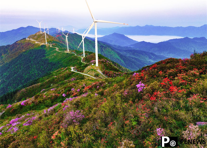 In pics: Magnificent view of blooming azalea flowers in E China