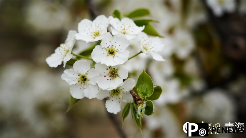 In pics: Beautiful pear flowers attract tourists in NW China