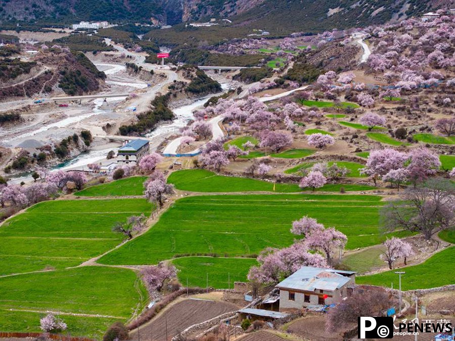 In pics: Blooming peach flowers in Lhari county, SW China
