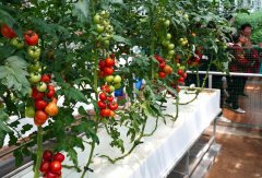 China's innovative farming tech delivers new veggie delights