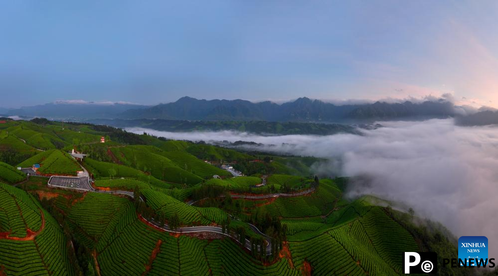 Scenery of tea gardens in town of Hubei, C China