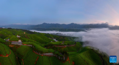 Scenery of tea gardens in town of Hubei, C China