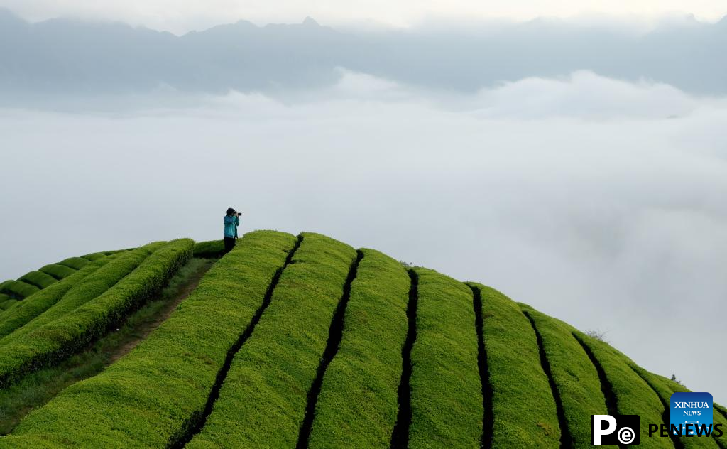 Scenery of tea gardens in town of Hubei, C China