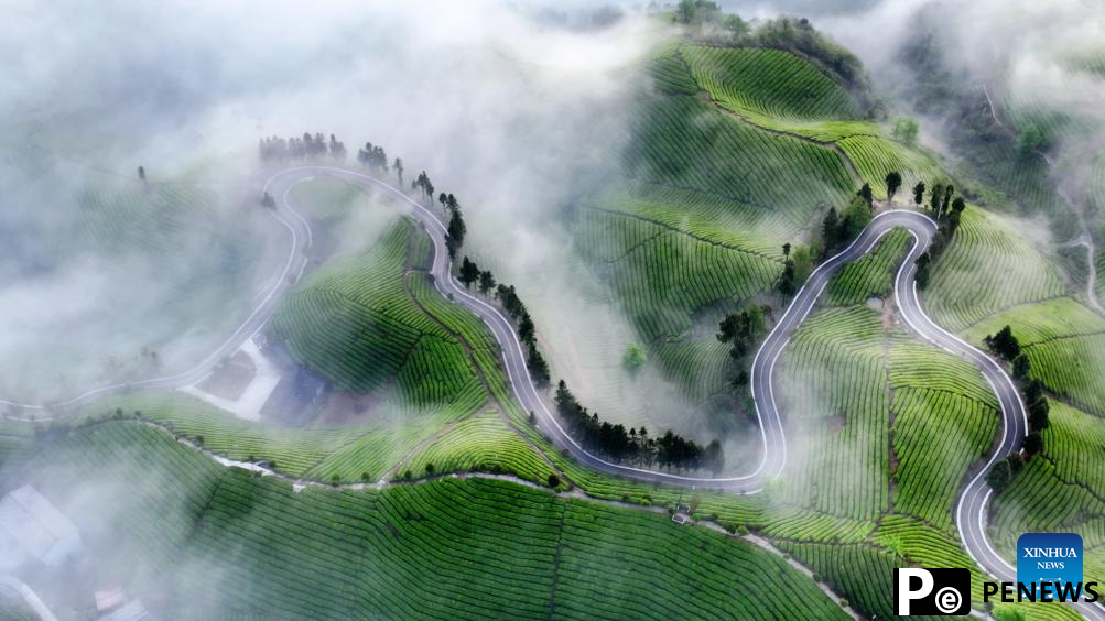 Scenery of tea gardens in town of Hubei, C China