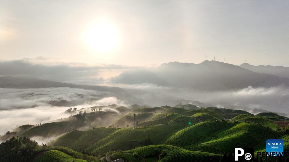 Scenery of tea gardens in town of Hubei, C China