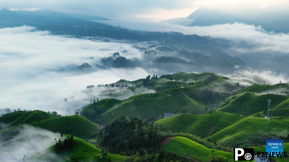 Scenery of tea gardens in town of Hubei, C China
