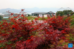 Young entrepreneur promotes high quality growth of agritourism in China's Yuyao