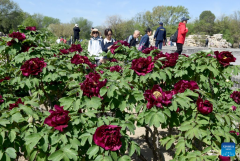 People enjoy blooming peonies at Yuanmingyuan Park in China's Beijing