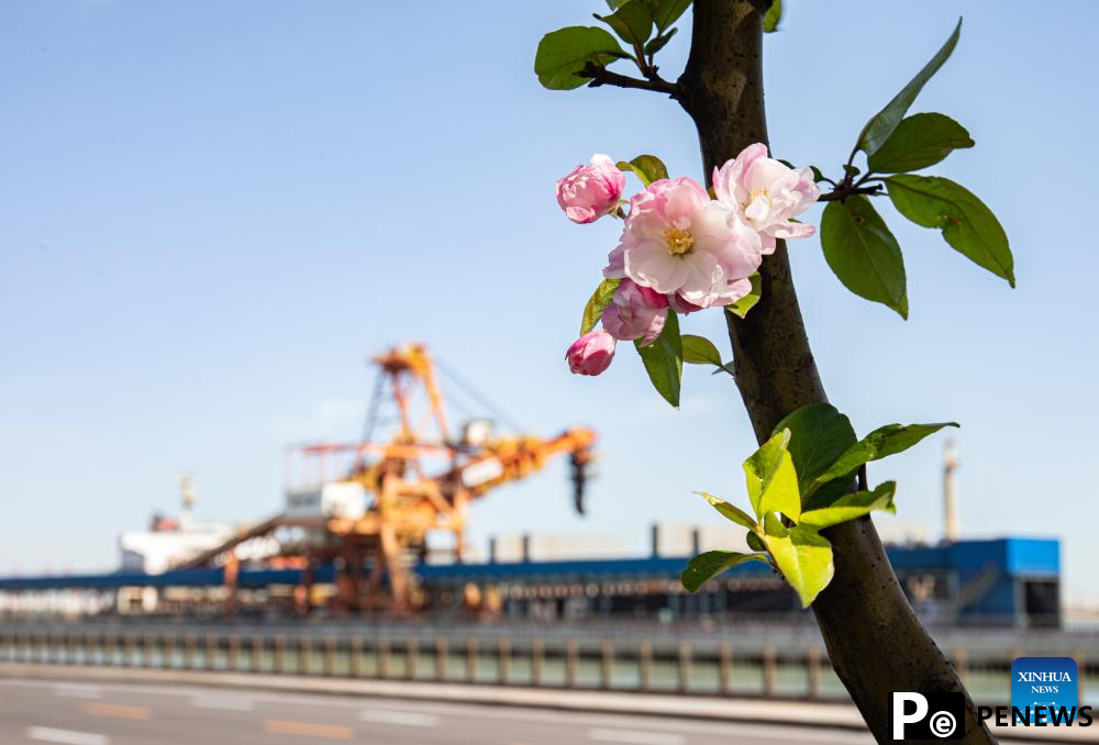 People enjoy outdoor activities as spring flowers bloom across China