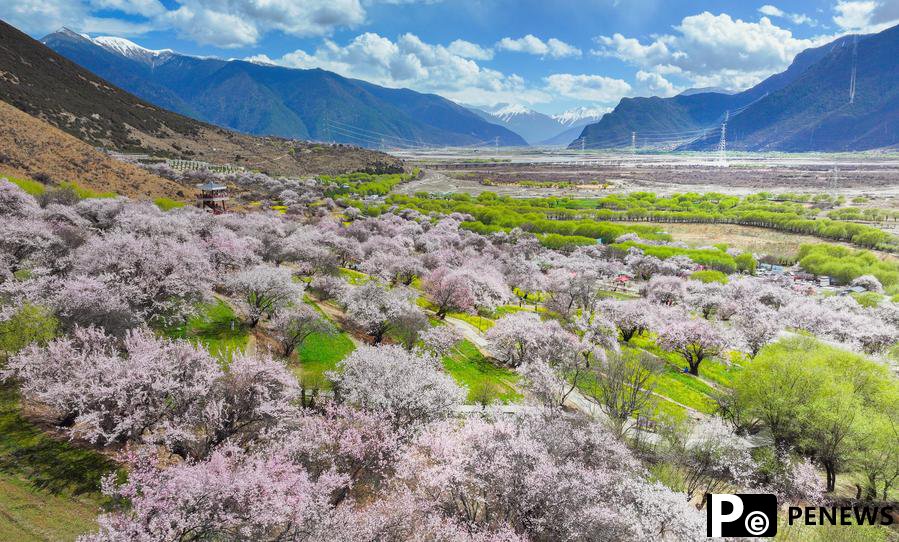 Village tourism in Xizang ushers in spring amid peach blossom viewing