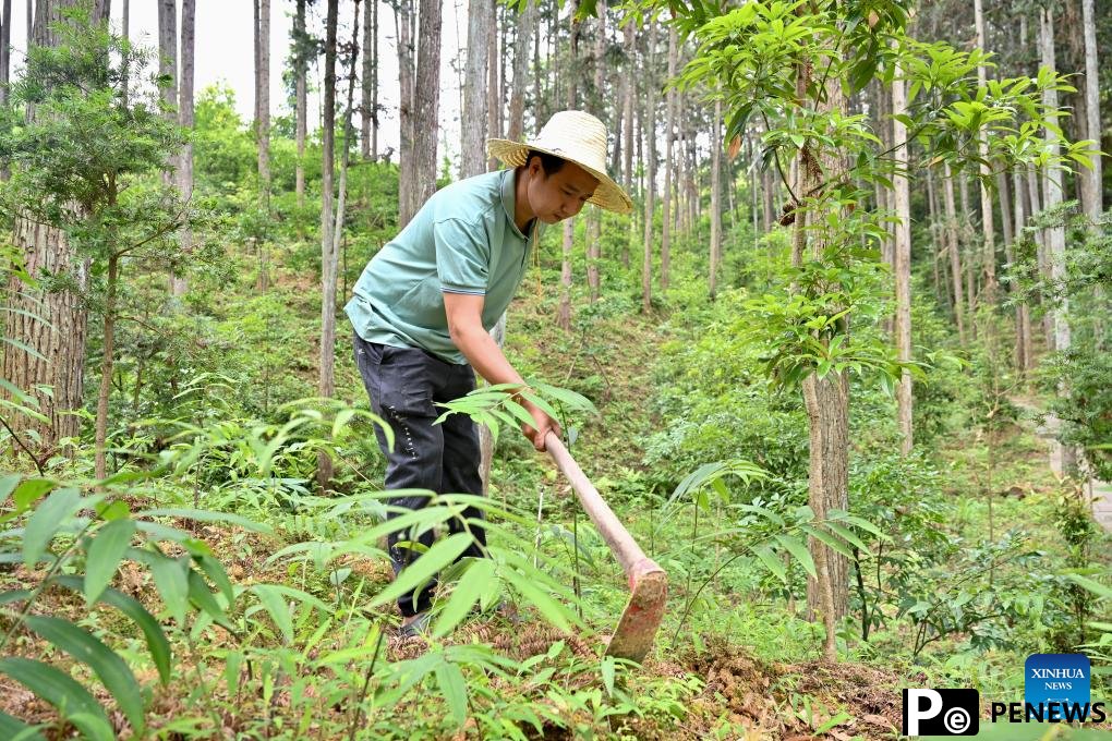 Forests developed for economic purpose in SE China