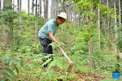 Forests developed for economic purpose in SE China