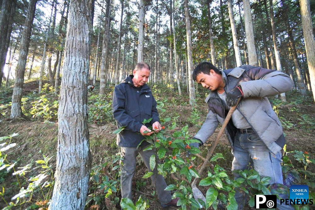 Forests developed for economic purpose in SE China