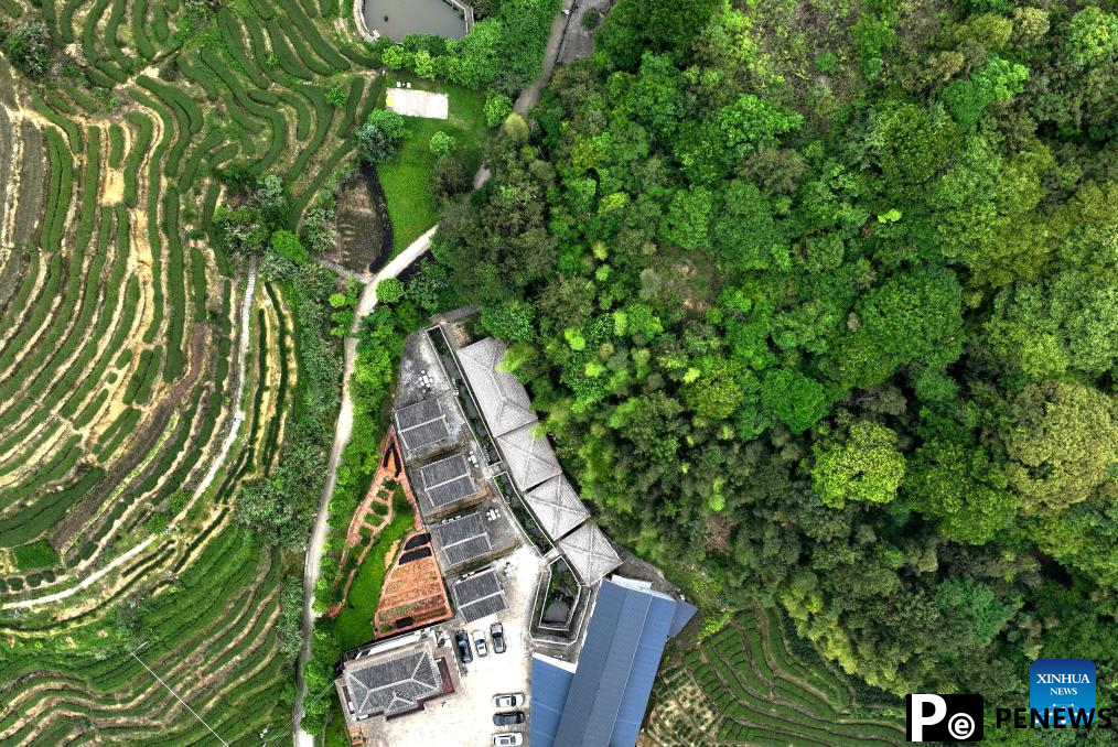 Forests developed for economic purpose in SE China