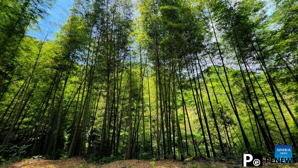 Forests developed for economic purpose in SE China