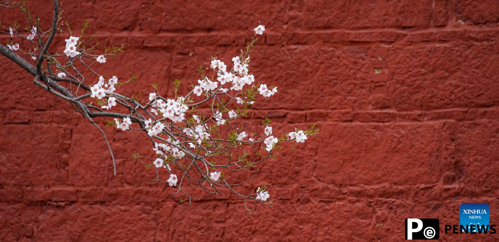 View of blooming flowers in China