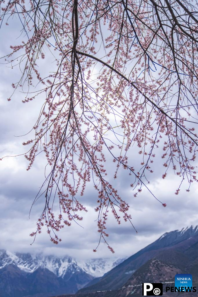 View of blooming flowers in China