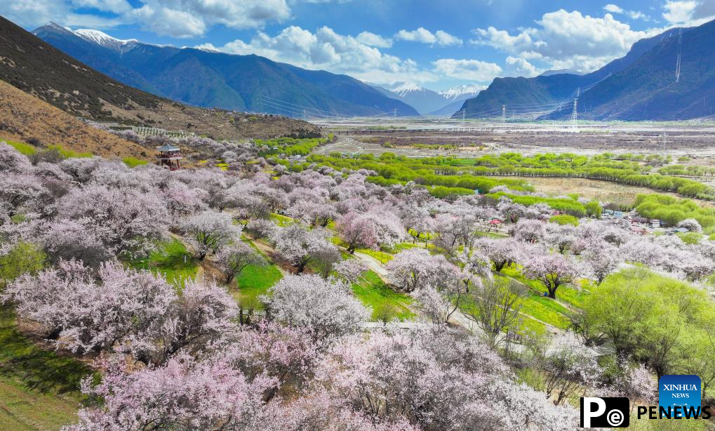 View of blooming flowers in China
