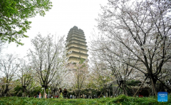 NW China's Xi'an attracts tourists with beauty of flowers and cultural sites