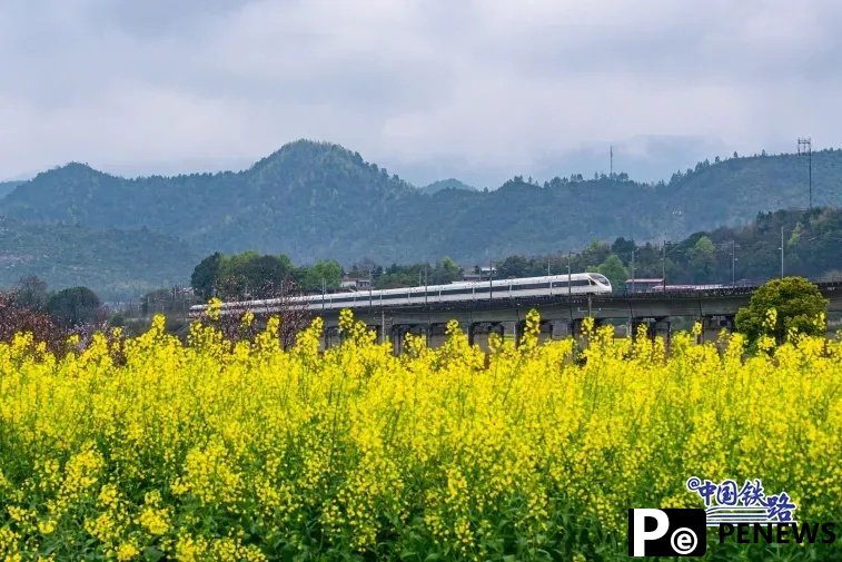 Train passengers left in awe of breathtaking golden rapeseed flower fields