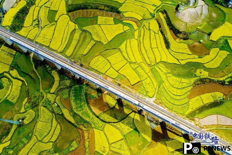 Train passengers left in awe of breathtaking golden rapeseed flower fields