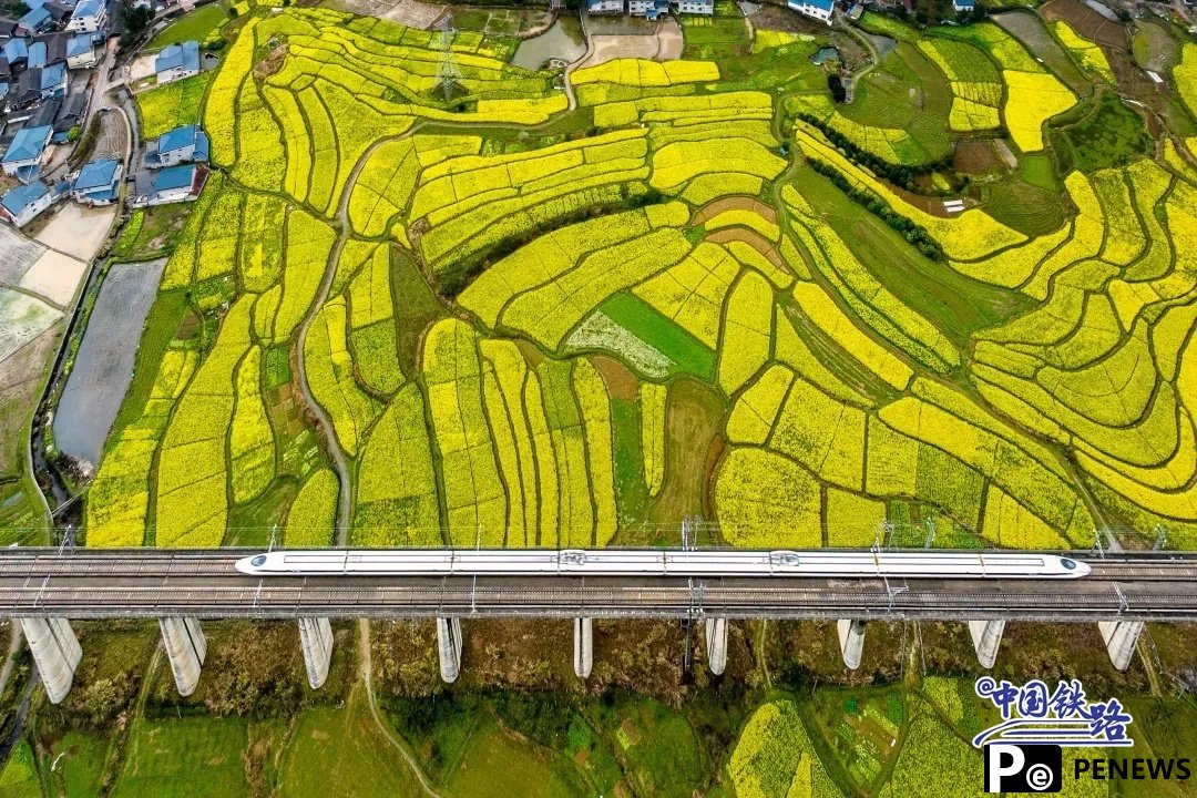 Train passengers left in awe of breathtaking golden rapeseed flower fields