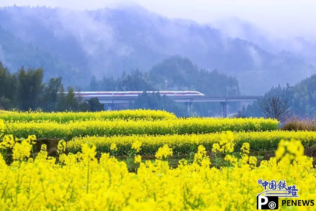 Train passengers left in awe of breathtaking golden rapeseed flower fields
