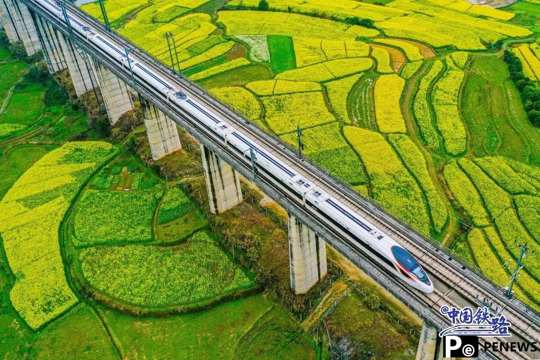 Train passengers left in awe of breathtaking golden rapeseed flower fields