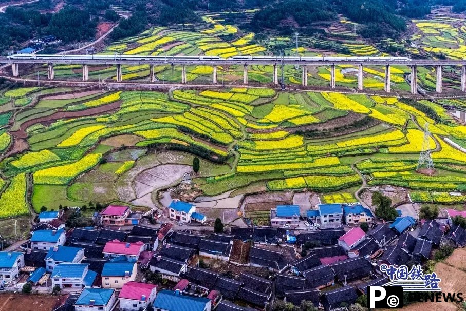 Train passengers left in awe of breathtaking golden rapeseed flower fields