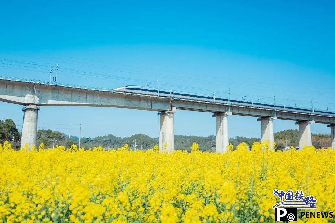 Train passengers left in awe of breathtaking golden rapeseed flower fields