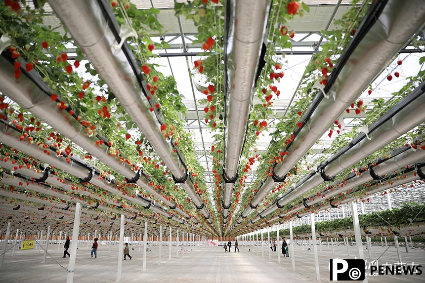 Visitors flock to pick "hanging" strawberries in N China