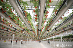 Visitors flock to pick 
