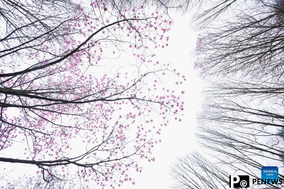In pics: blooming magnolia flowers in village of SW China