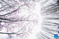 In pics: blooming magnolia flowers in village of SW China's Sichuan
