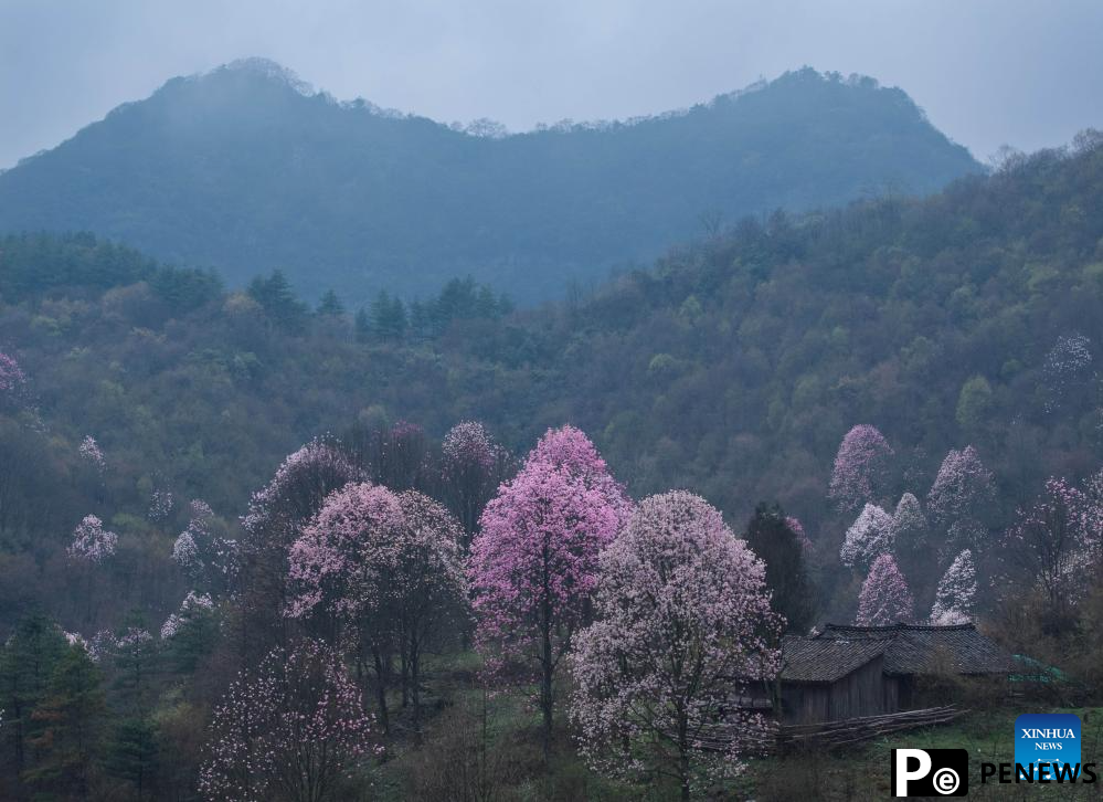 In pics: blooming magnolia flowers in village of SW China