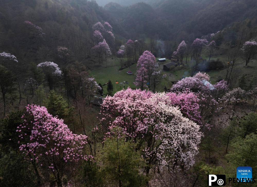 In pics: blooming magnolia flowers in village of SW China