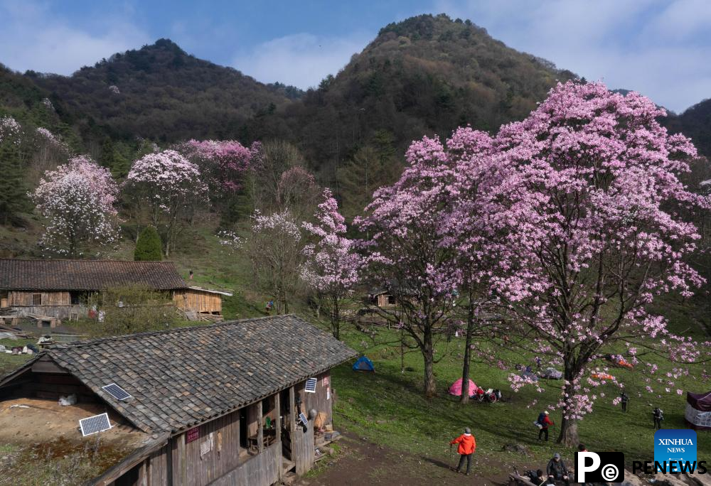 In pics: blooming magnolia flowers in village of SW China