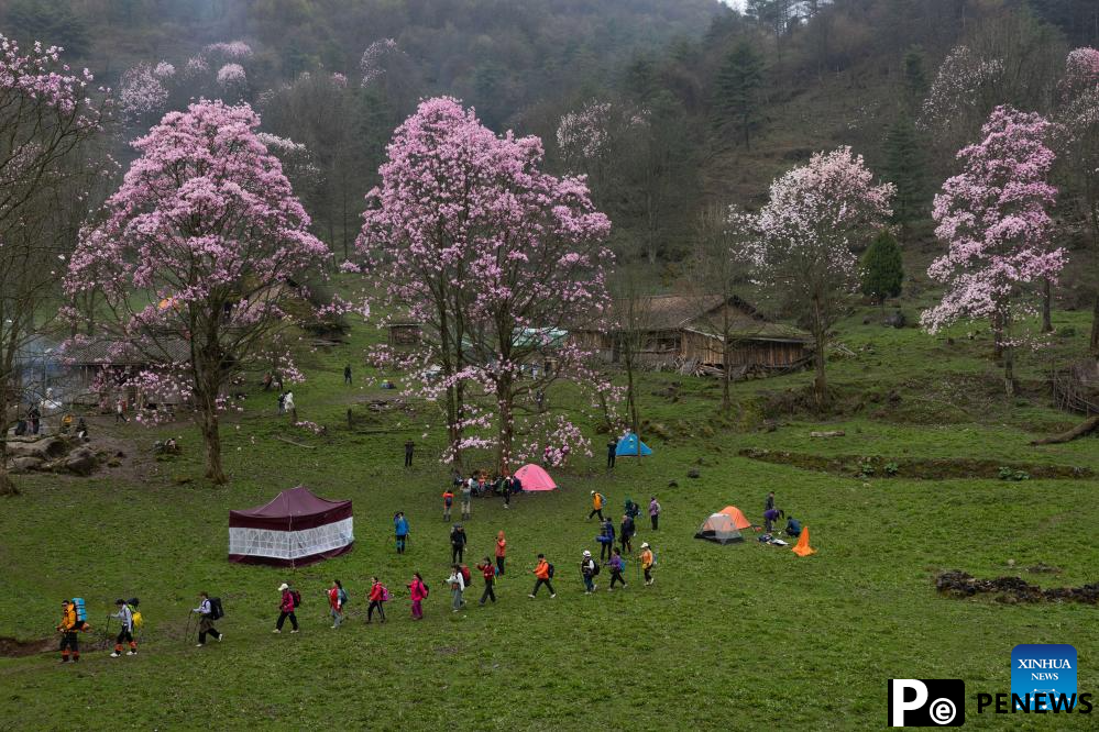 In pics: blooming magnolia flowers in village of SW China