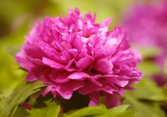 In pics: Peony flowers bloom in Luoyang, C China's Henan