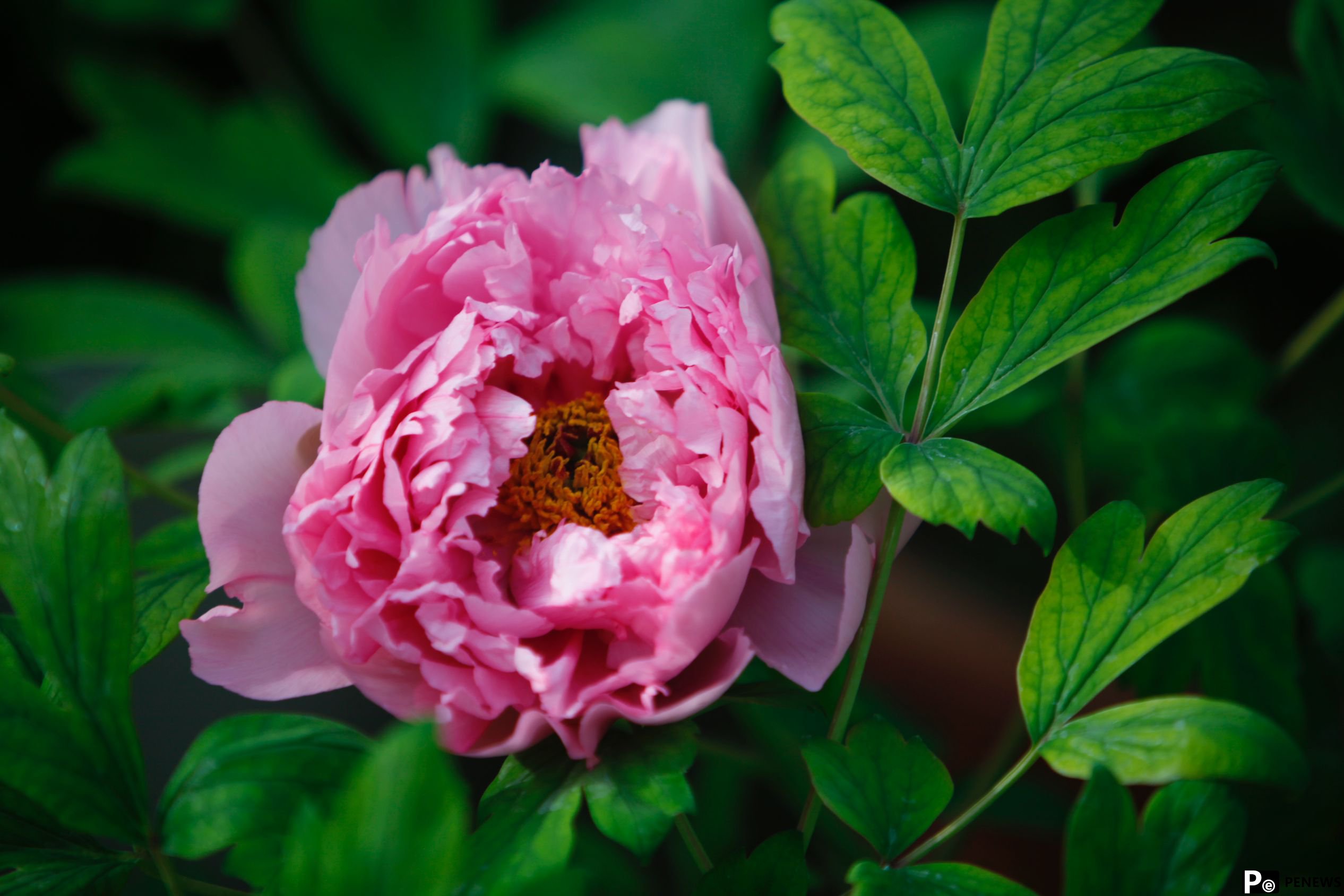 In pics: Peony flowers bloom in Luoyang, C China