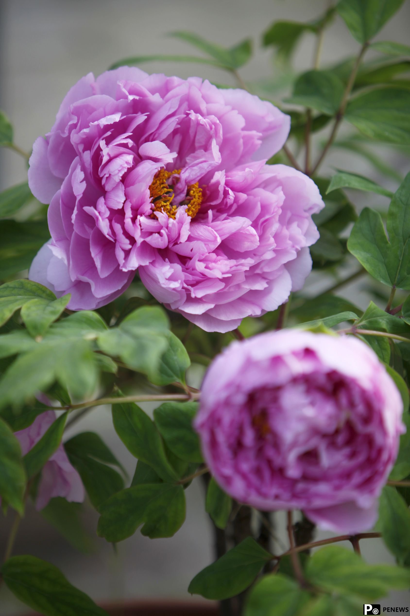 In pics: Peony flowers bloom in Luoyang, C China