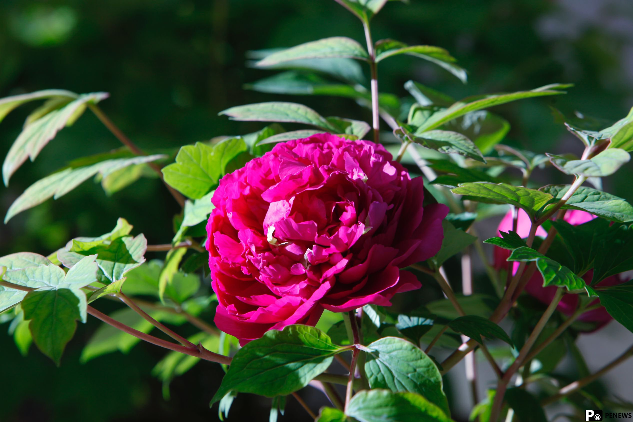 In pics: Peony flowers bloom in Luoyang, C China