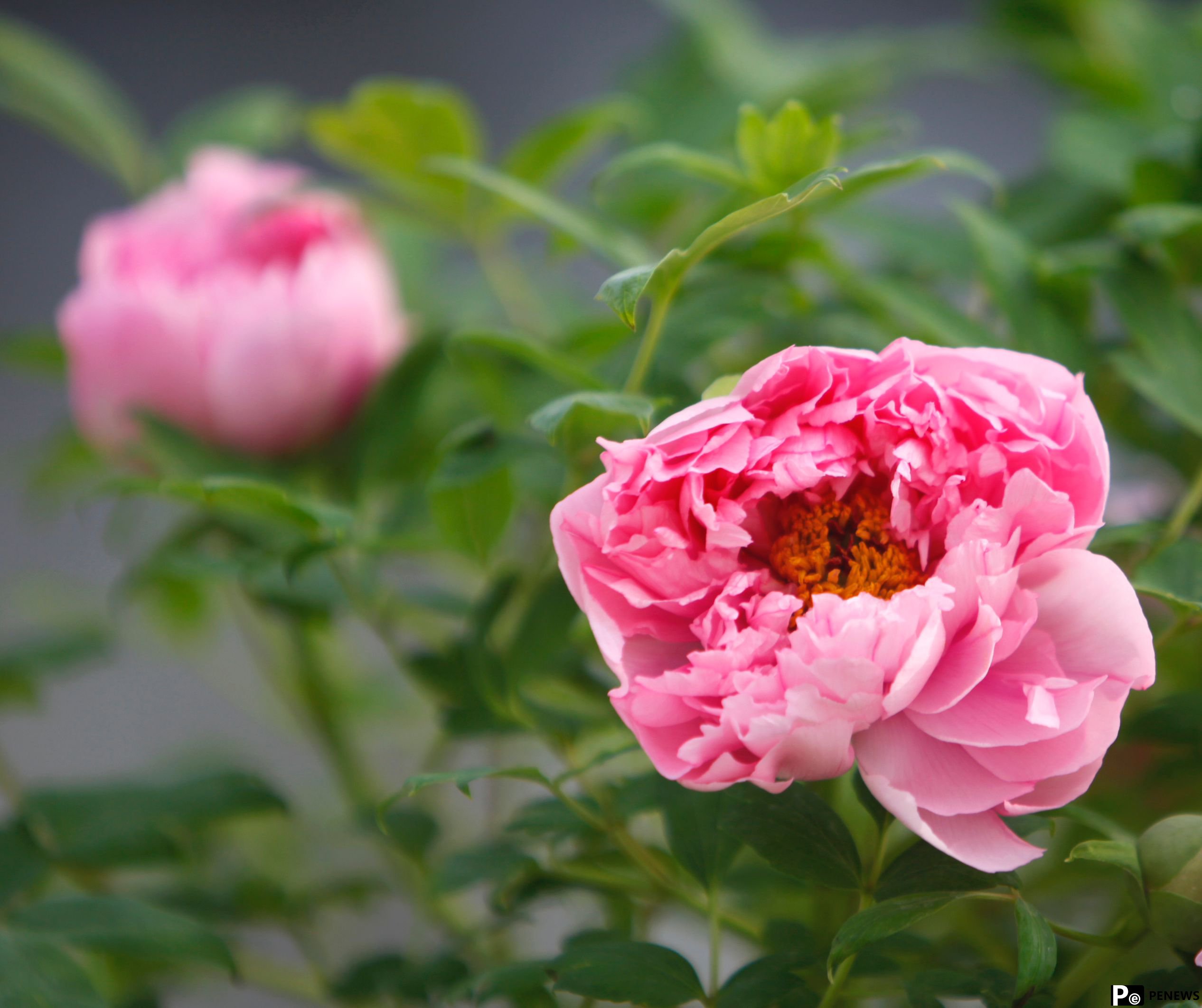 In pics: Peony flowers bloom in Luoyang, C China