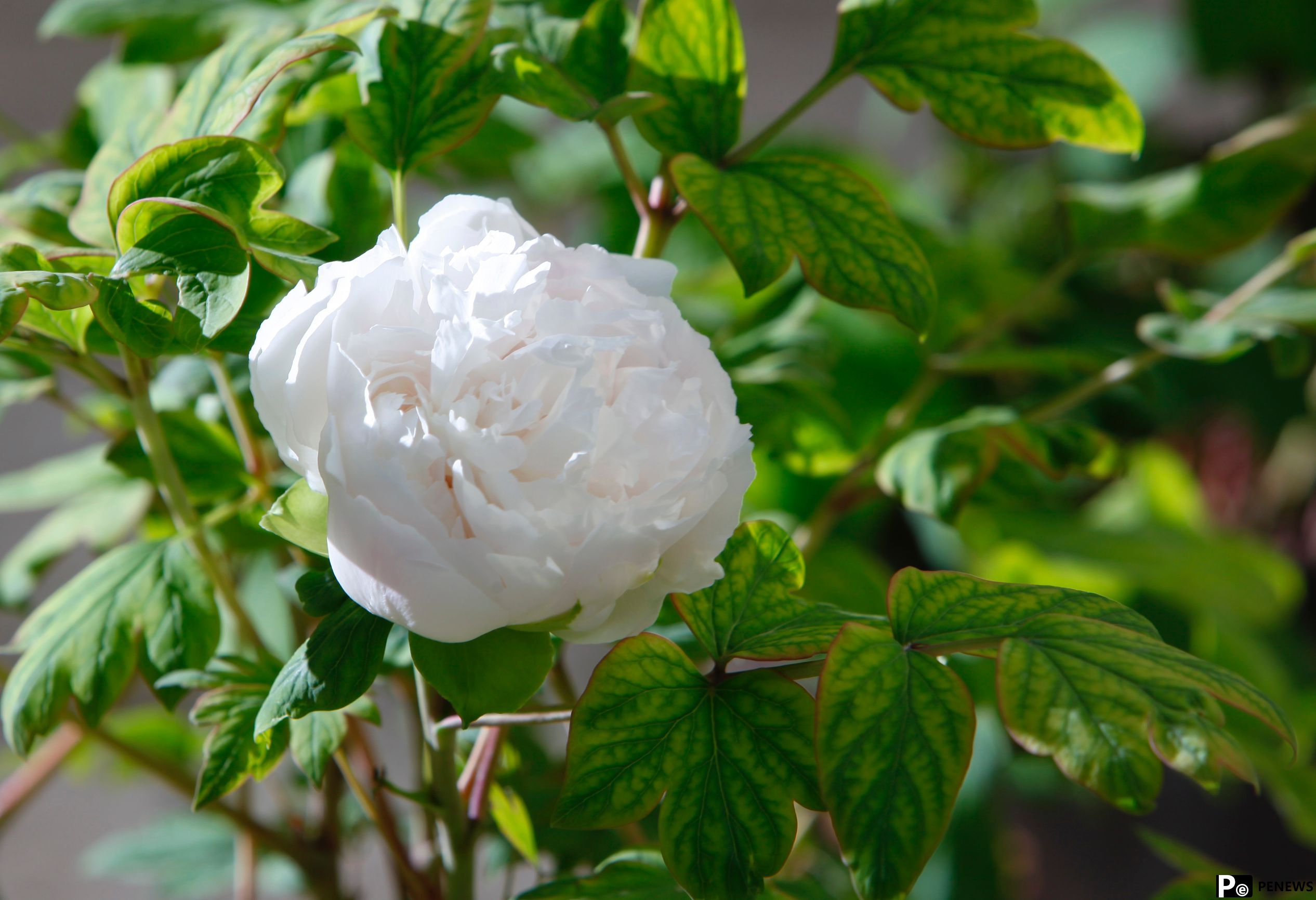 In pics: Peony flowers bloom in Luoyang, C China