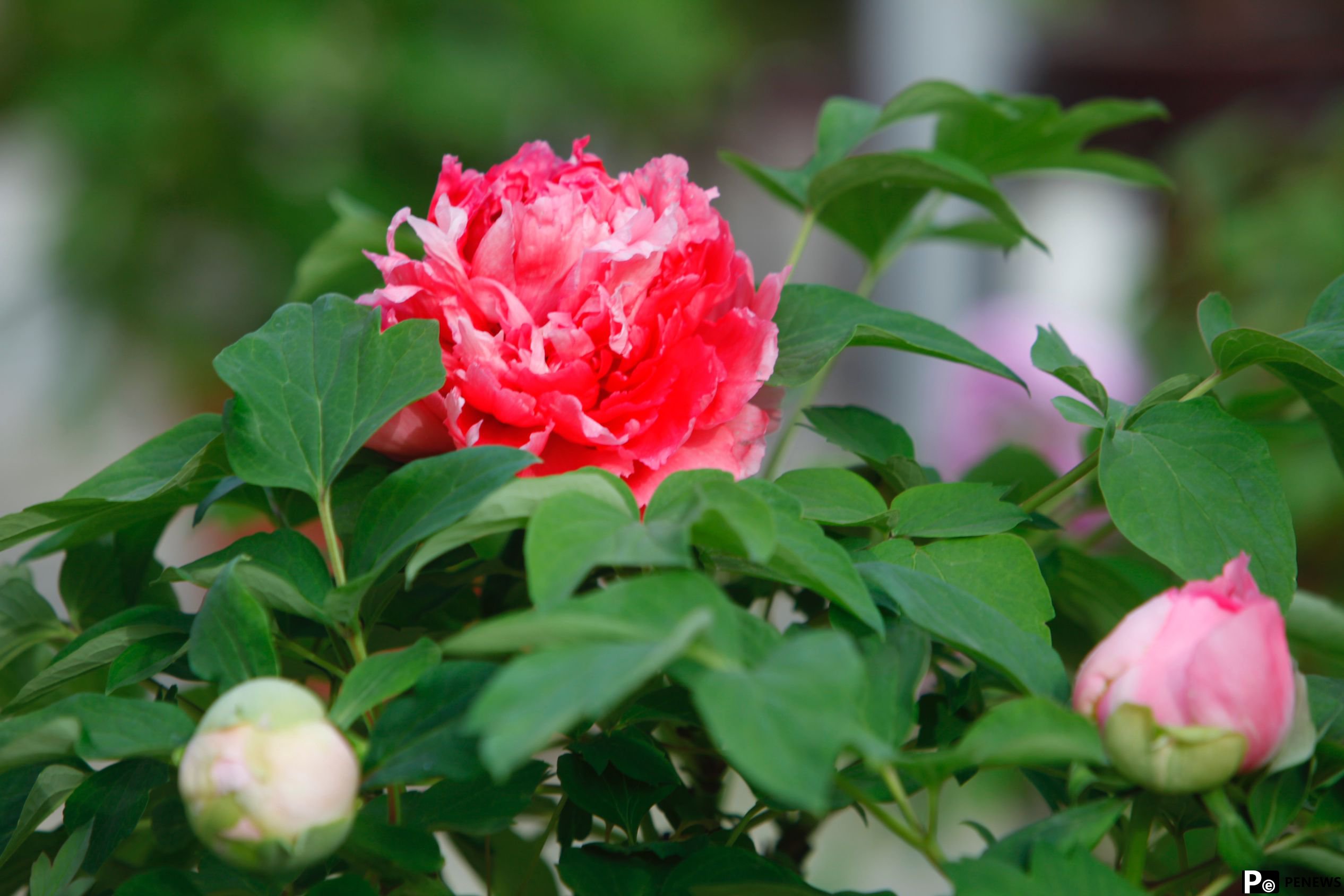 In pics: Peony flowers bloom in Luoyang, C China