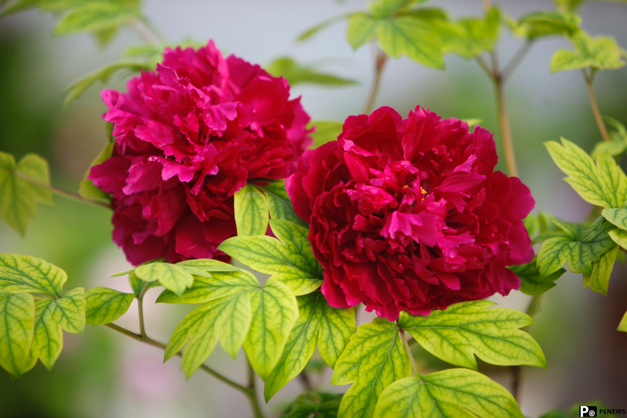 In pics: Peony flowers bloom in Luoyang, C China