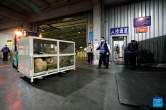 ROK-born giant panda Fu Bao returns to China