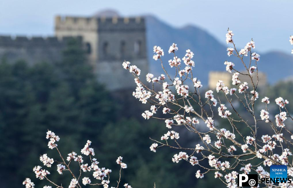 Spring scenery of Great Wall in N China
